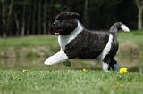 AKITA AMERICAIN 455